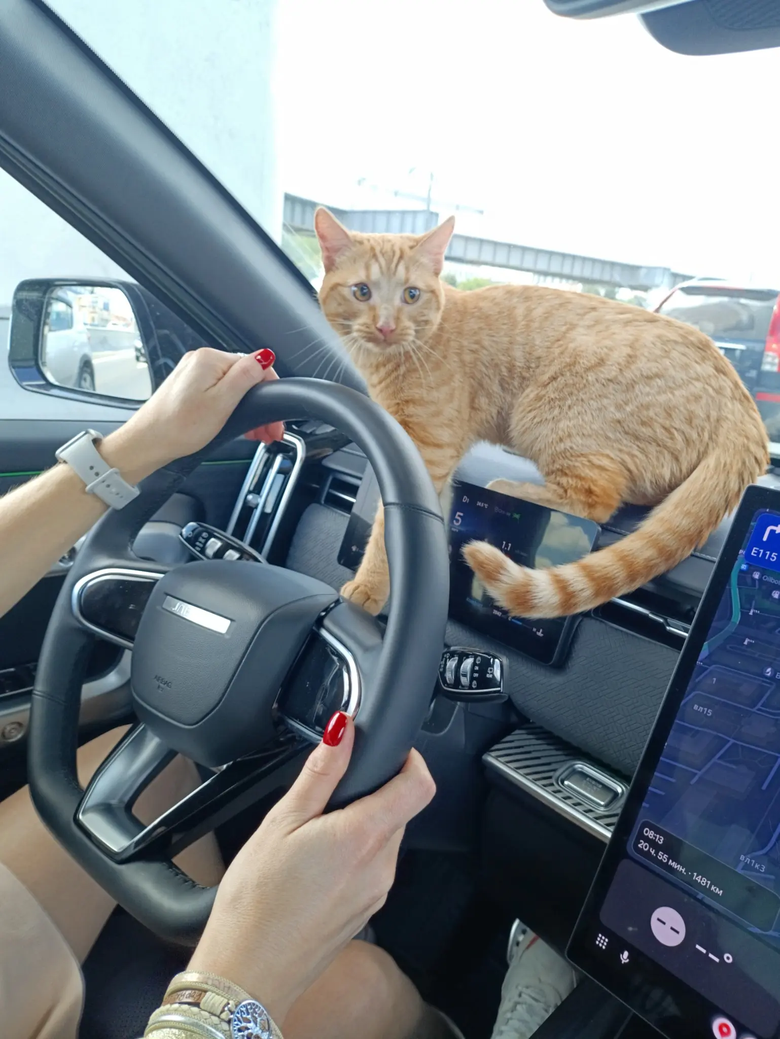 Лучшие фото котейки | Сетка — социальная сеть от hh.ru