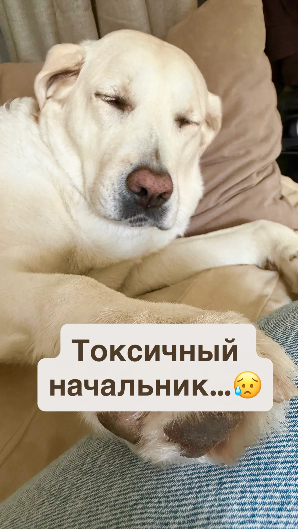 Токсичный начальник | Сетка — социальная сеть от hh.ru