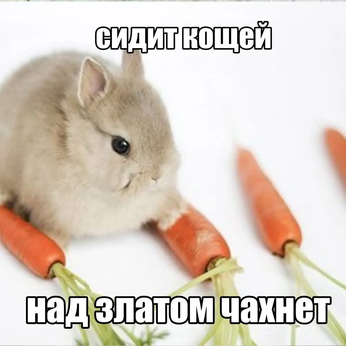 Извините , но именно так я вижу всех людей с хорошей зп | Сетка — социальная сеть от hh.ru