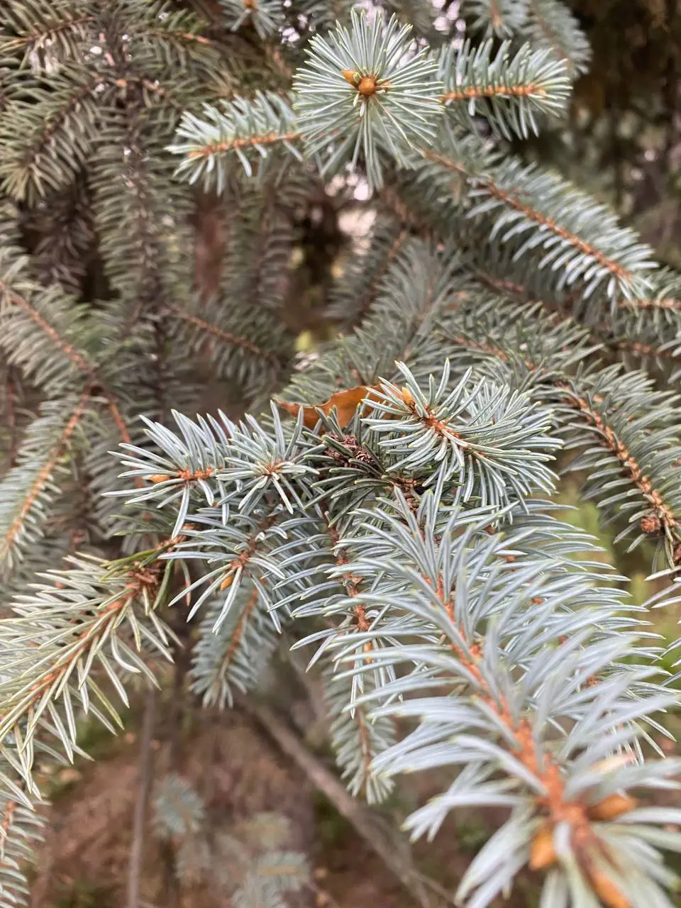 🍂🍁🥰 | Сетка — социальная сеть от hh.ru