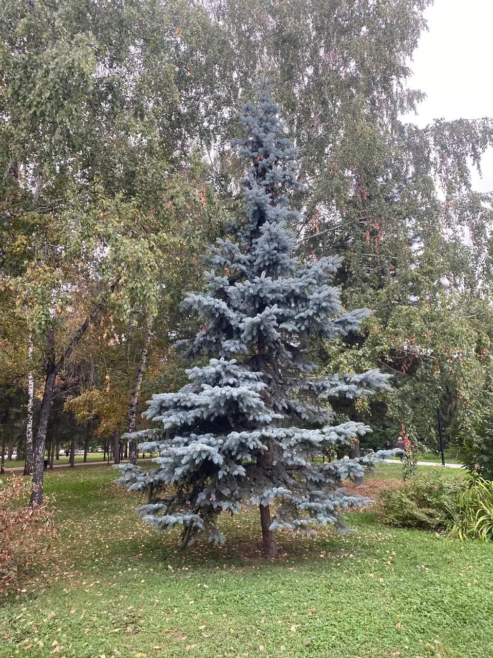 🍂🍁🥰 | Сетка — социальная сеть от hh.ru