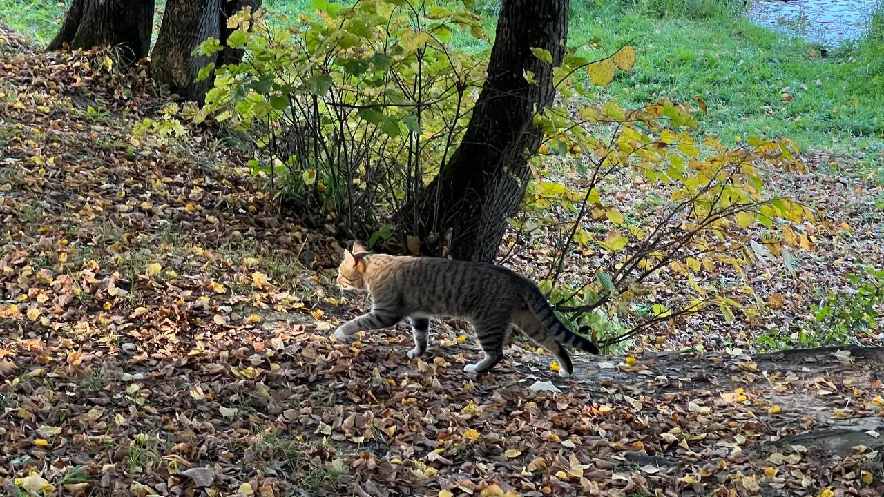 Кошачье биоразнообразие среди разнообразия храмов
📍 Сергиев Посад,
сентябрь 2026
🏃‍♀️ | Сетка — социальная сеть от hh.ru