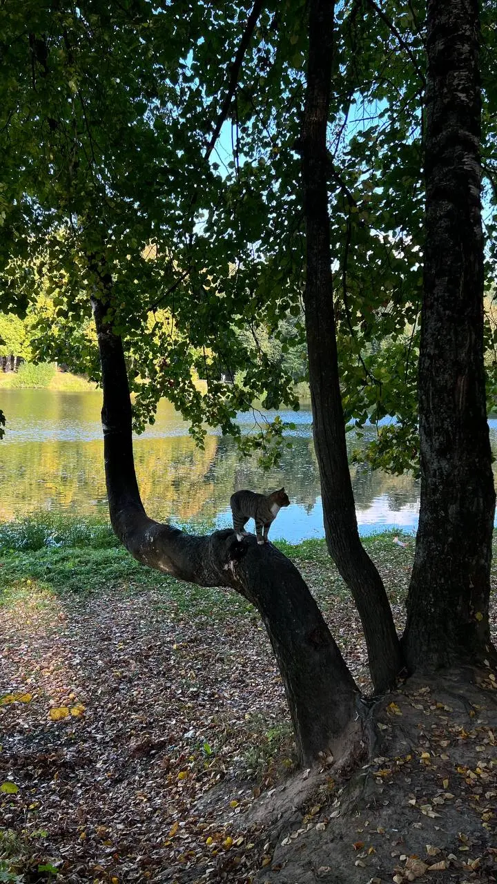 Кошачье биоразнообразие среди разнообразия храмов
📍 Сергиев Посад,
сентябрь 2026
🏃‍♀️ | Сетка — социальная сеть от hh.ru