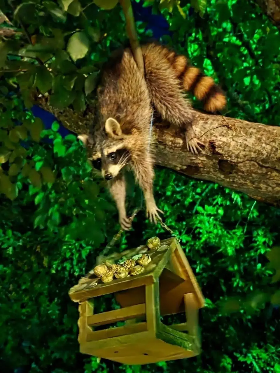 🦝 Железноводские еноты | Сетка — социальная сеть от hh.ru
