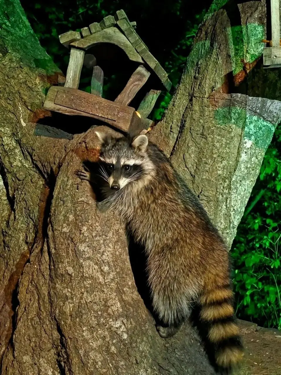 🦝 Железноводские еноты | Сетка — социальная сеть от hh.ru