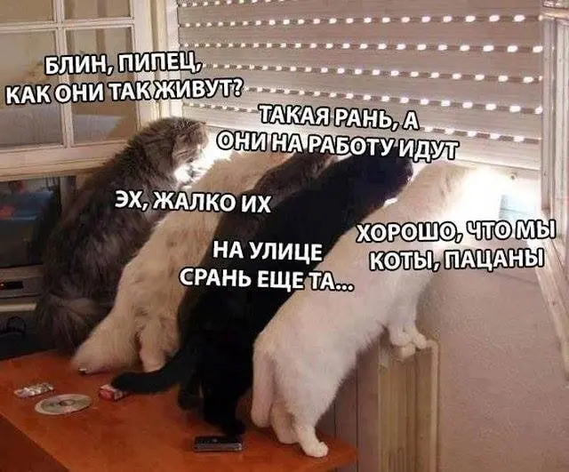 Повезло 😂
БЛОГ В ТГ / БЛОГ В MAX
#Юмор #Коты
В этом посте были ссылки, но мы их удалили по правилам Сетки | Сетка — социальная сеть от hh.ru