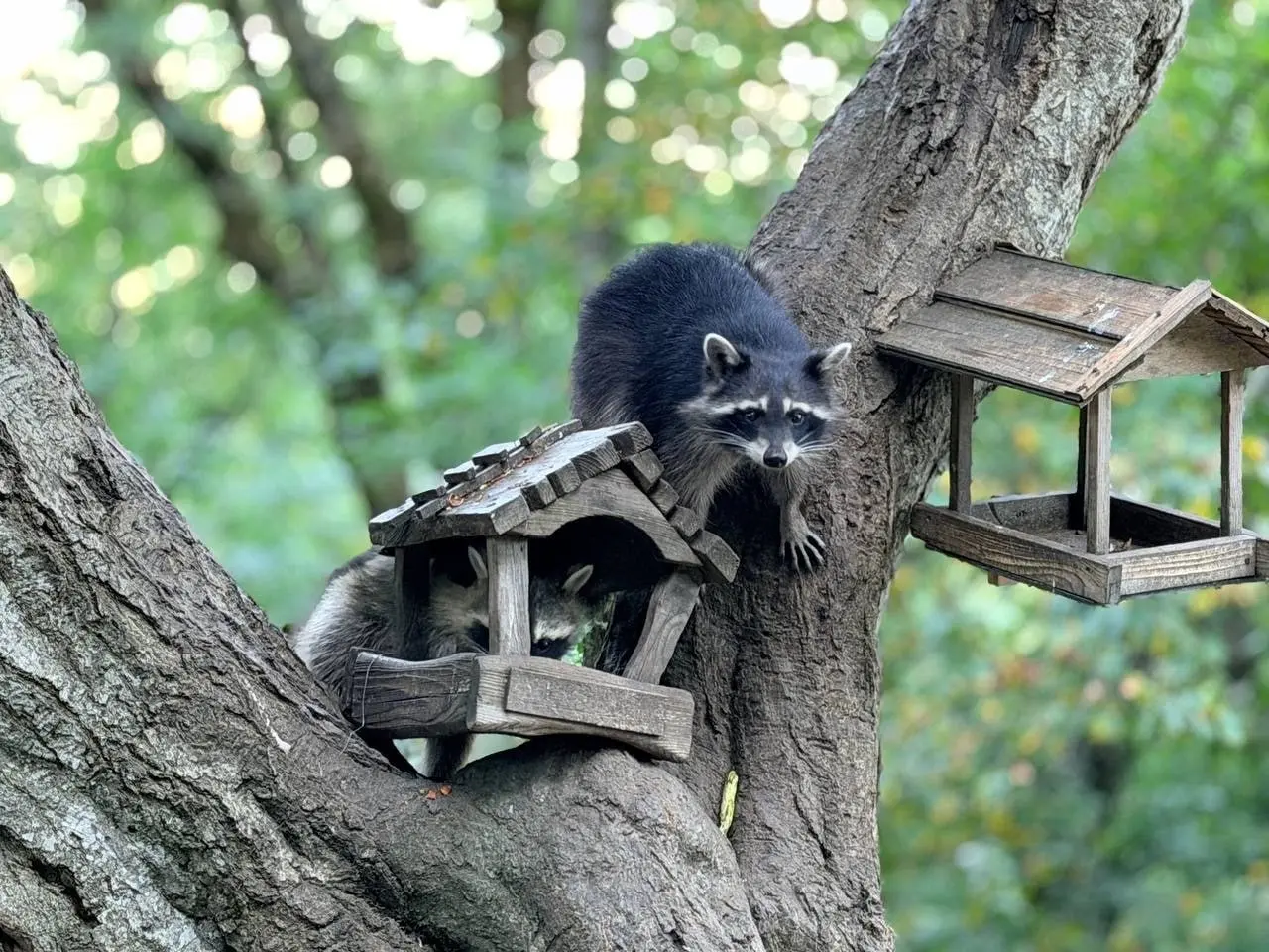 🦝 В Железноводске установят скульптуру енота
Арт-объект появится на одном из терренкуров. В мэрии города рассказали, что он будет напоминать посетителям о бережном отношении к природе и её обитателям | Сетка — социальная сеть от hh.ru