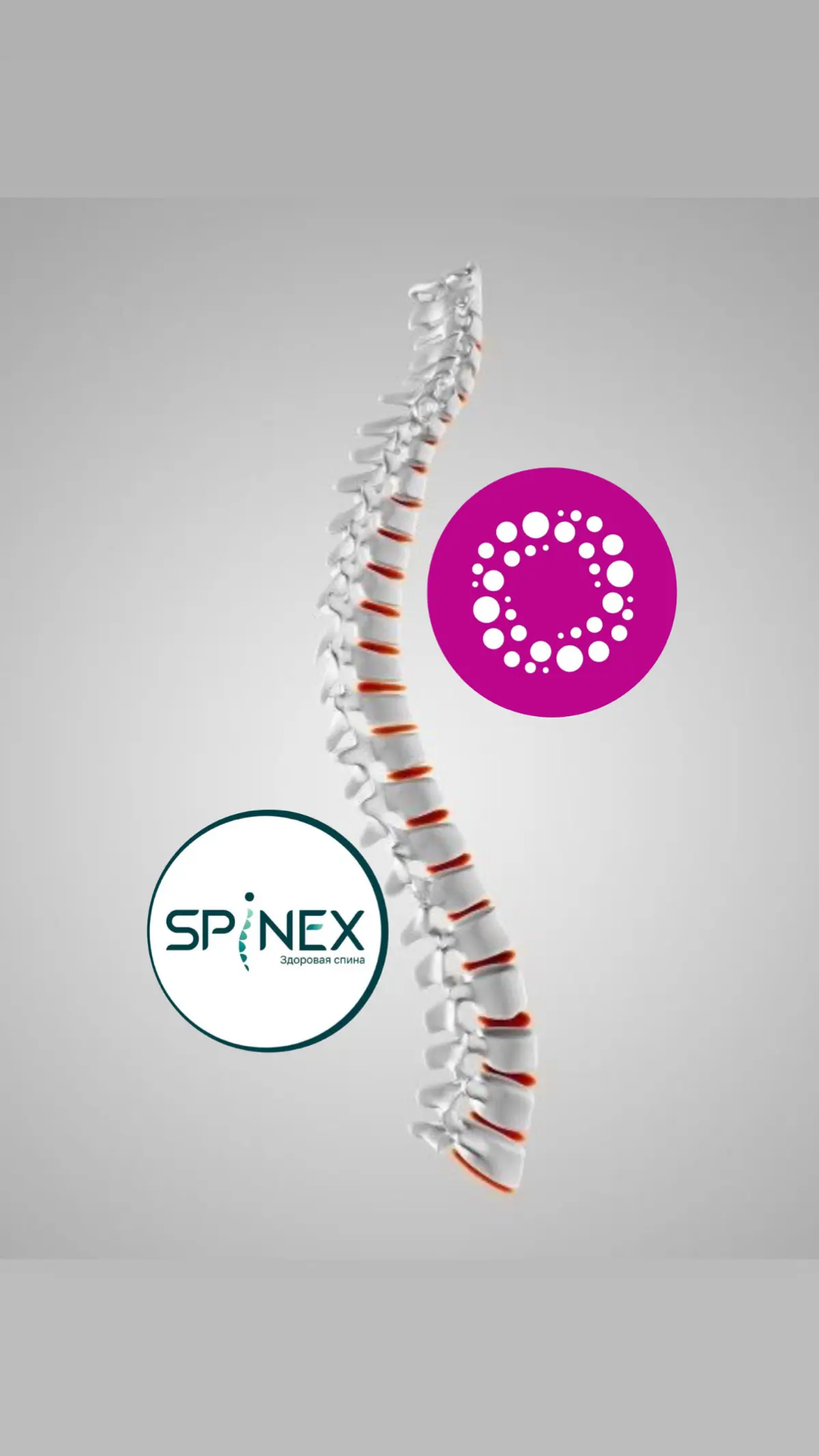 Кейс: SPINEX × Гнатология Е. Ведерниковой | Сетка — социальная сеть от hh.ru