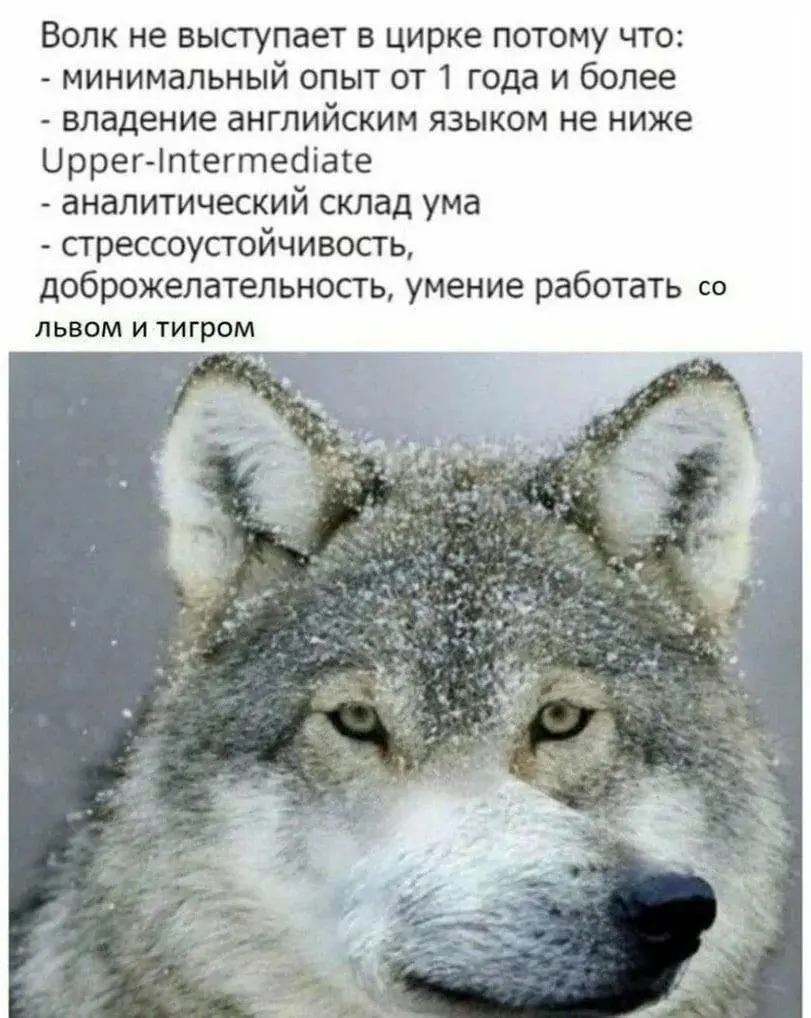 Все мои волки делают "Ауф"... | Сетка — социальная сеть от hh.ru