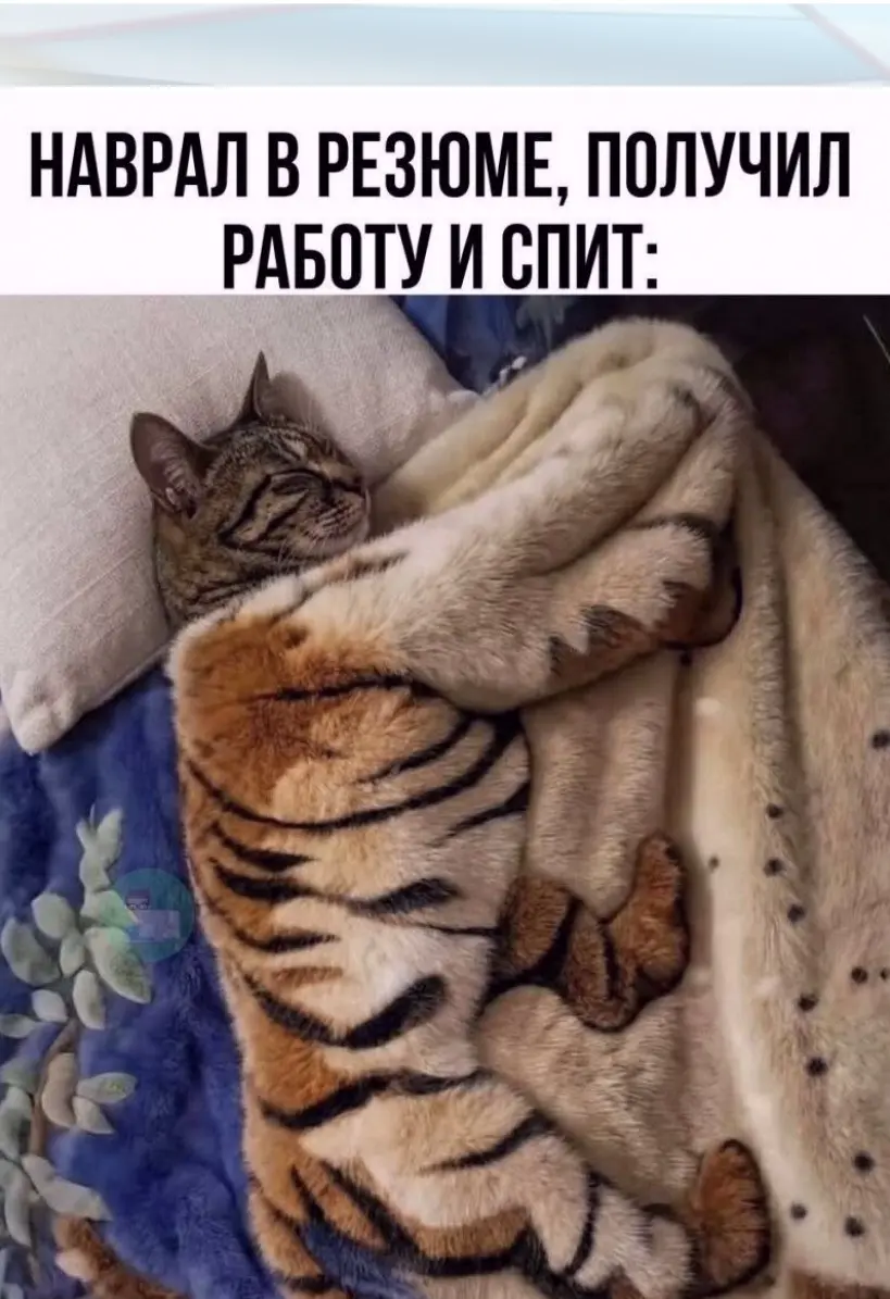 Эх... 🥲 Пушистый счастливчик... Рад за него!🤗 | Сетка — социальная сеть от hh.ru