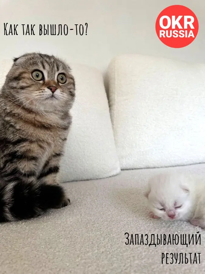 © Автор  мема — Виолетта  Чайковская.
#okr #okrrussia #memes #мемы #юмор
OKR Russia: Telegram | MAX | Сетка.
В этом посте были ссылки, но мы их удалили по правилам Сетки | Сетка — социальная сеть от hh.ru