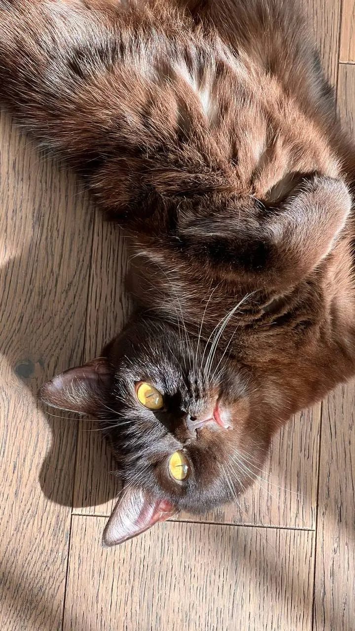 Давно Маркизы не было в ленте, уверен вы соскучились по шоколадной булке ♥️
P.S. вы ей тоже нравитесь, каждый пост пишется под ее чутким контролем) | Сетка — социальная сеть от hh.ru