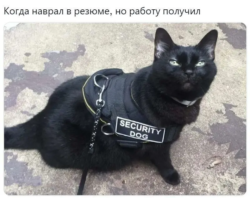 Кандидат подошёл идеально, подозрений не вызвал 😂
БЛОГ В ТГ / БЛОГ В MAX
#Юмор #Коты
В этом посте были ссылки, но мы их удалили по правилам Сетки | Сетка — социальная сеть от hh.ru