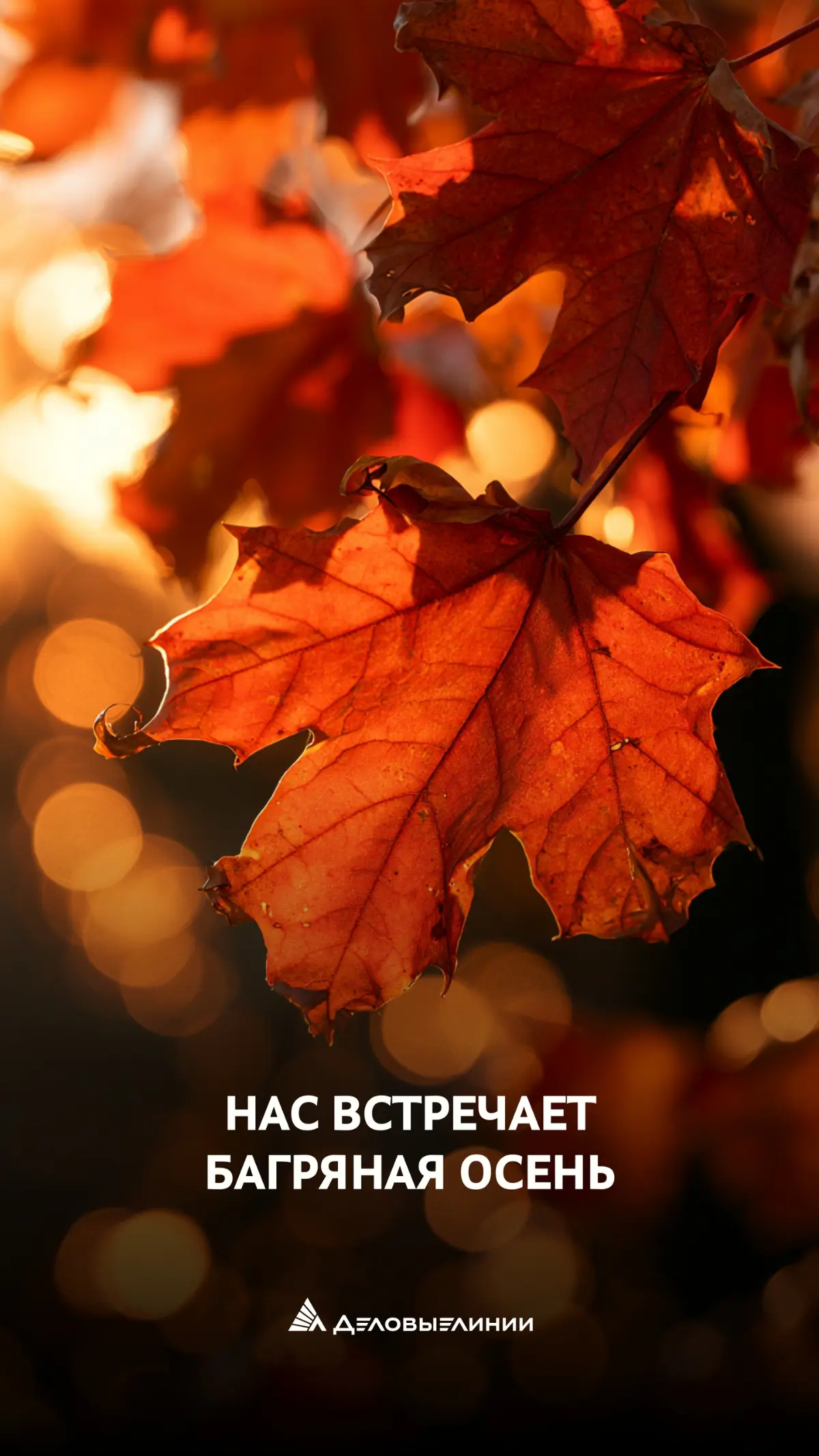 Время обновлений!
Подготовили для вас 6 новых осенних заставок с мотивирующими подписями и символикой «Деловых Линий» 🍁
Каждая — про движение вперёд, про рост, про то, что большие результаты складываю... | Сетка — социальная сеть от hh.ru