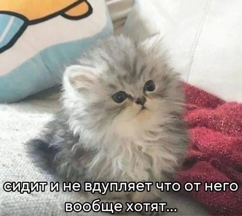 Страх звонков | Сетка — социальная сеть от hh.ru