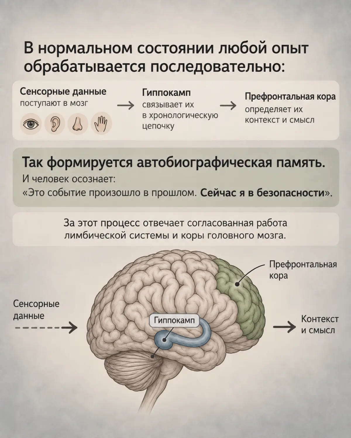 На сессиях мне часто задают вопросы: как работает метод? почему событие не забывается? почему я давно сделал выводы, всё понимаю, а вести себя иначе не могу? что происходит с мозгом?
И человек хочет и... | Сетка — социальная сеть от hh.ru