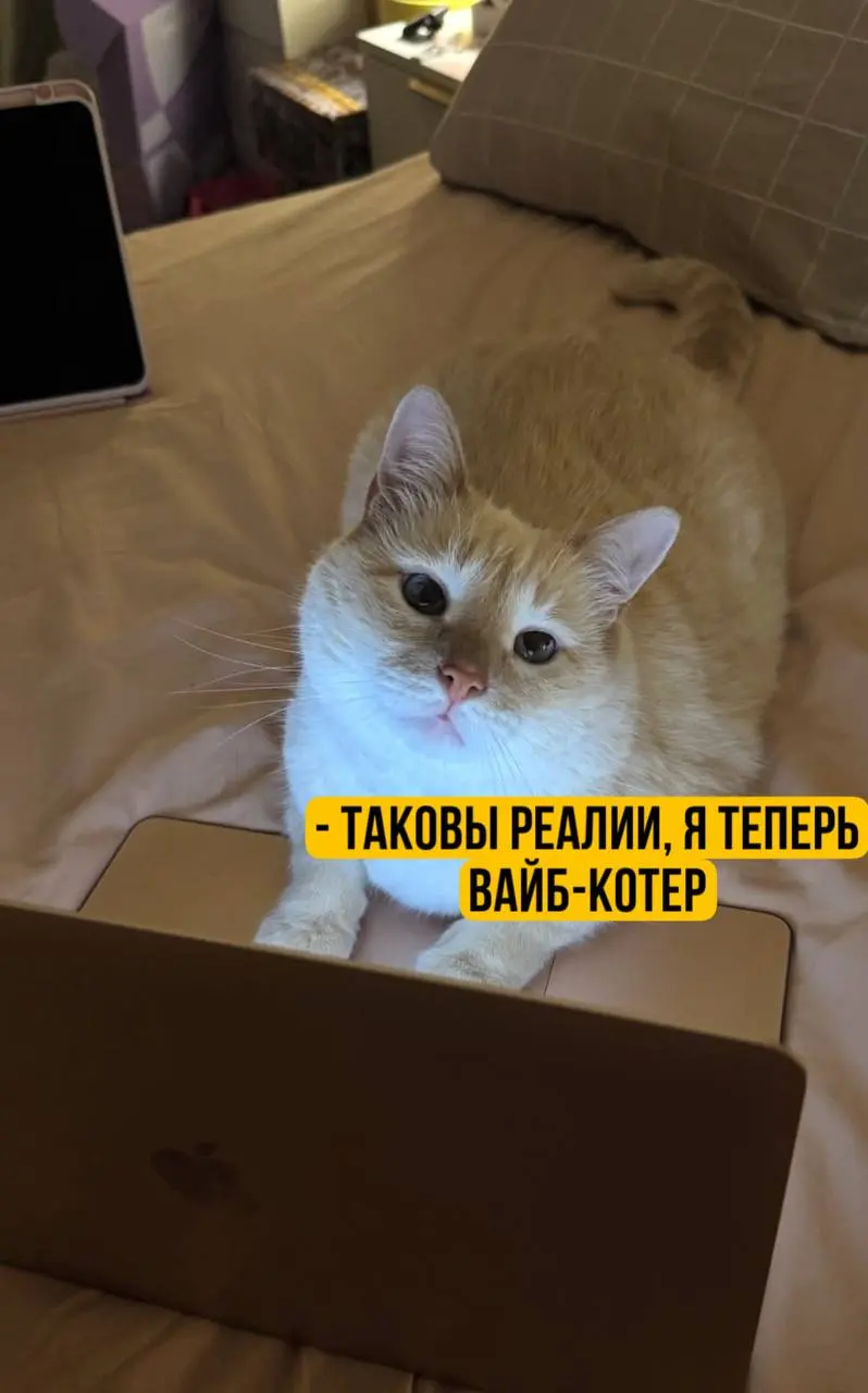 #cats #newlife | Сетка — социальная сеть от hh.ru