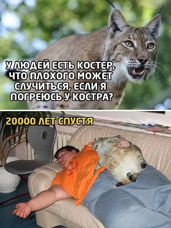 #cats | Сетка — социальная сеть от hh.ru