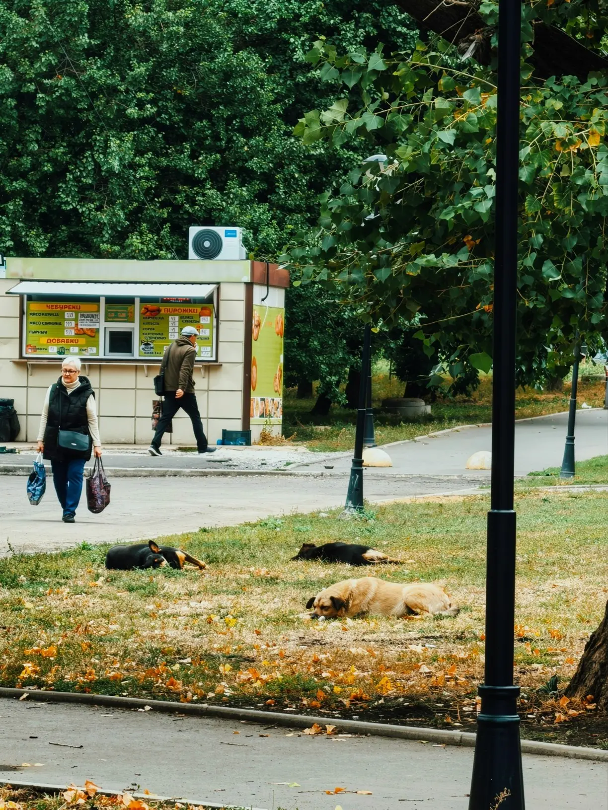 Собачий рай на Аллее Победы, микрорайон Зелёный | Сетка — социальная сеть от hh.ru