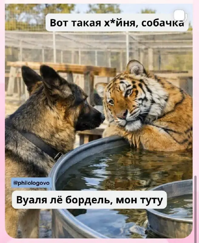 «Вот такая хуйня, собачка» на французском  будет: Voilà le bordel, mon toutou
Вдруг вам тоже нужно…
Ваш закупщик рекламы | Сетка — социальная сеть от hh.ru