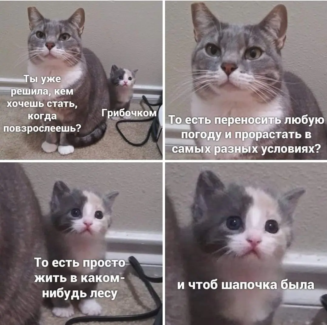 И чтобы шапочка была 😂
БЛОГ В ТГ / БЛОГ В MAX
#Юмор #Коты
В этом посте были ссылки, но мы их удалили по правилам Сетки | Сетка — социальная сеть от hh.ru