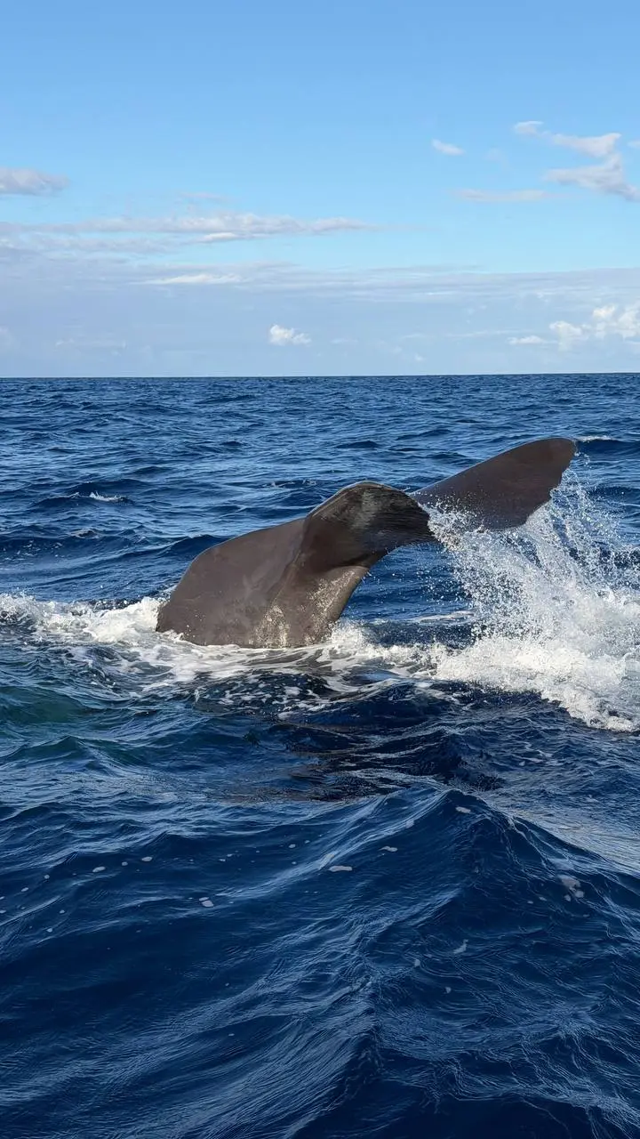 Передаю привет с Маврикия 🐚🐬 | Сетка — социальная сеть от hh.ru