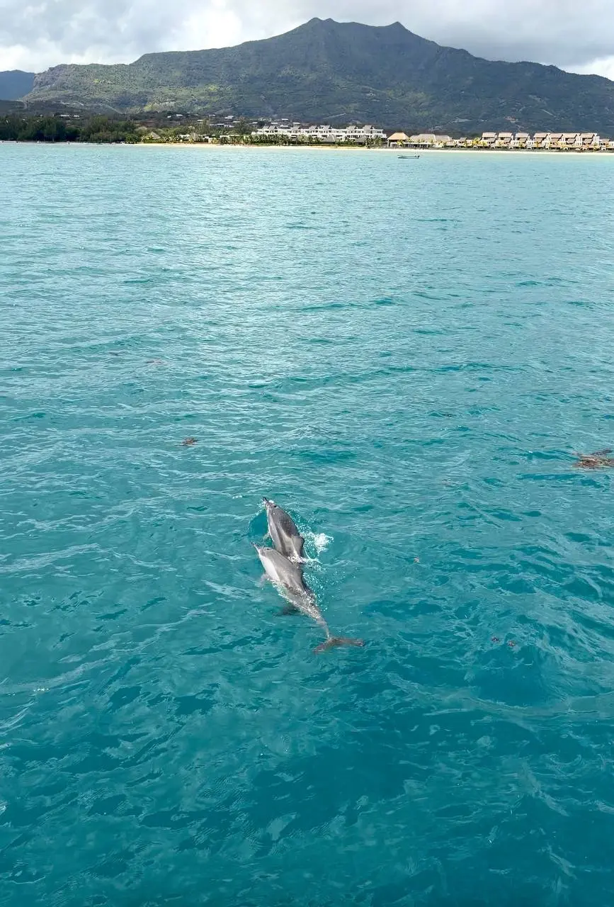 Передаю привет с Маврикия 🐚🐬 | Сетка — социальная сеть от hh.ru