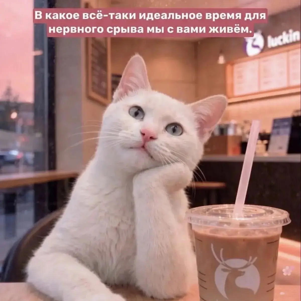 Ксения Соколова