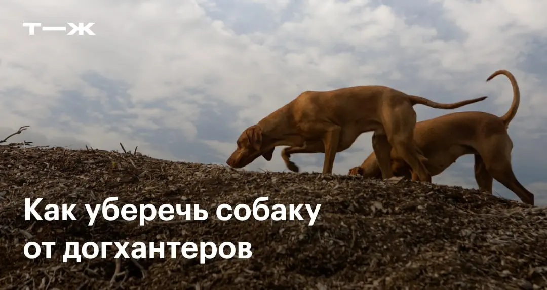 Догхантеры — движение людей, которые по собственной инициативе истребляют безнадзорных собак.
Но котлету с ядом могут найти и домашние питомцы, поэтому их владельцам стоит быть настороже: https://t-j | Сетка — социальная сеть от hh.ru