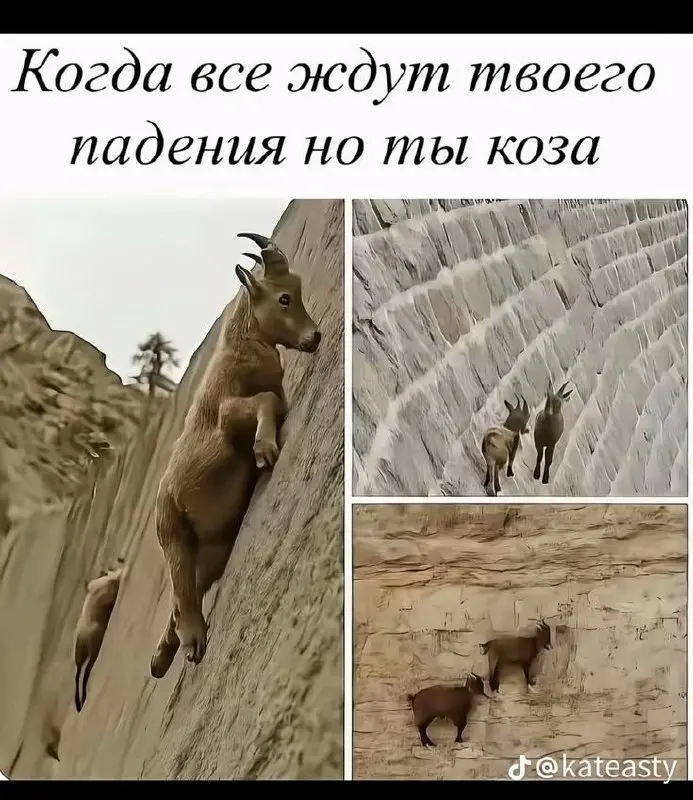 😂😂 когда неплохо быть козой | Сетка — социальная сеть от hh.ru