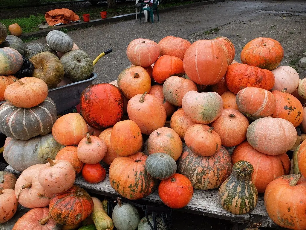 🎃 В Предгорном округе собрали 60 тонн тыквы и 4 тонны арбузов
Аграрии также убрали более 11 тысяч тонн лука. Сейчас собрано 36% урожая — 325 гектаров из запланированных 900 | Сетка — социальная сеть от hh.ru