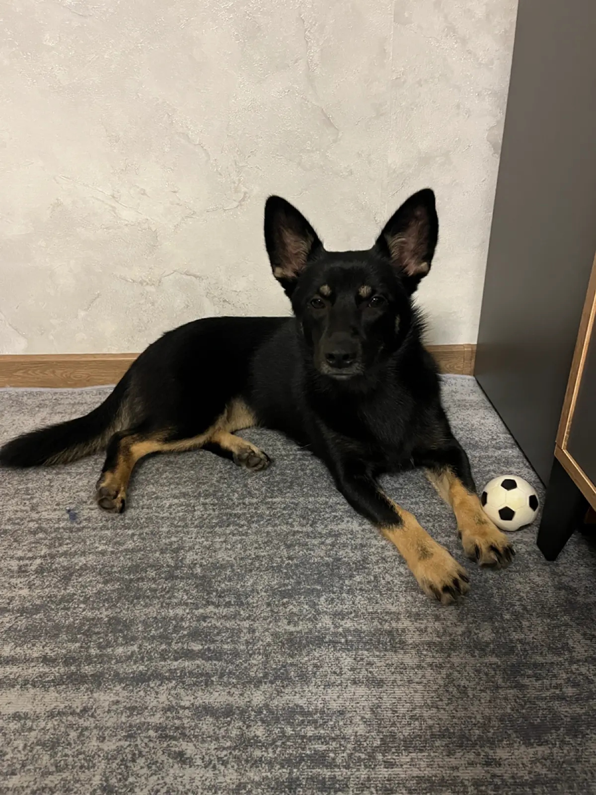 Не много о личном и наших меньших друзьях 🐶 | Сетка — социальная сеть от hh.ru