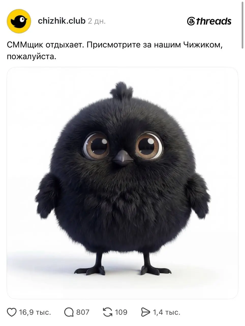 Сммщик Чижика запустил флешмоб, попросив присмотреть за пернатым, пока он отдыхает | Сетка — социальная сеть от hh.ru