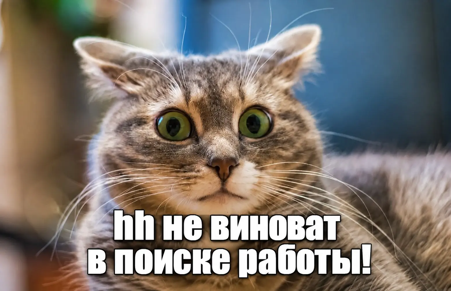 hh не виноват в отсутствии работы | Сетка — социальная сеть от hh.ru