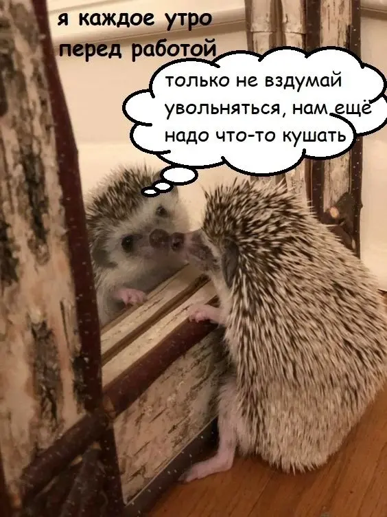 Каждое ежиное утро | Сетка — социальная сеть от hh.ru