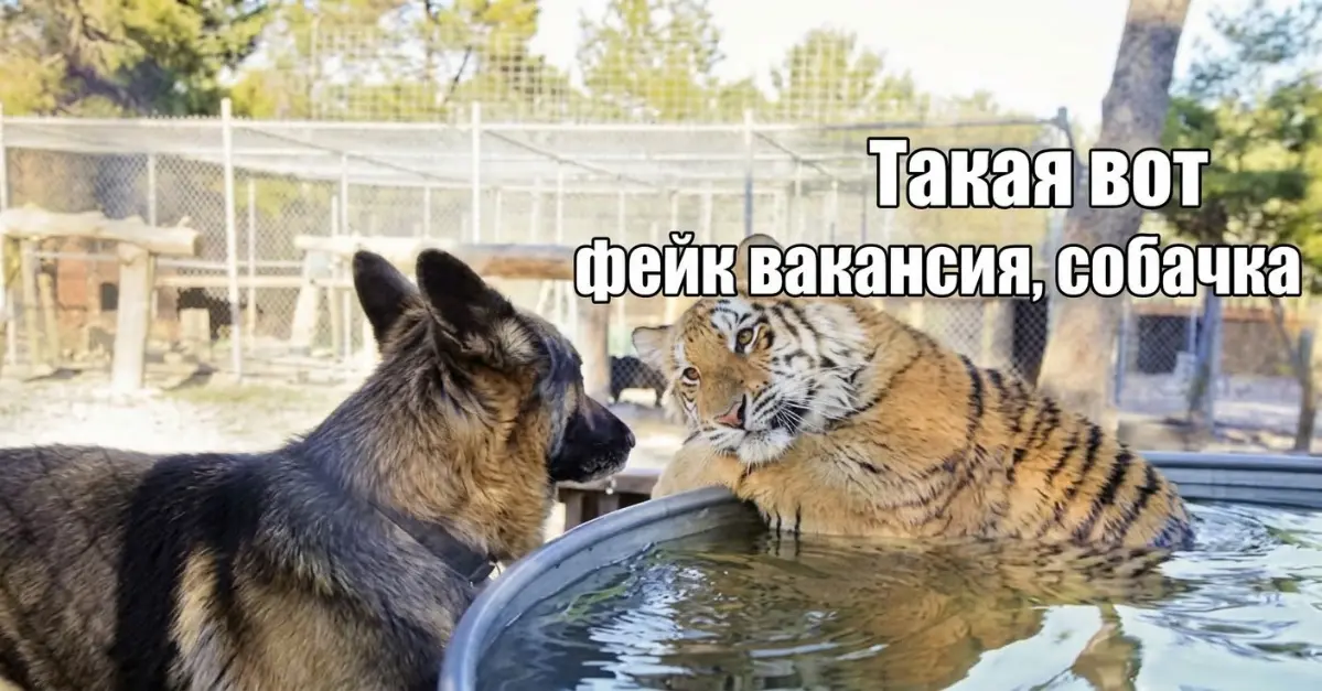 Наболело:почему половина вакансий—просто декорации? | Сетка — социальная сеть от hh.ru