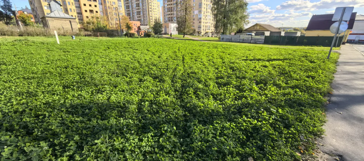 Прекрасный клевер ☘️ | Сетка — социальная сеть от hh.ru
