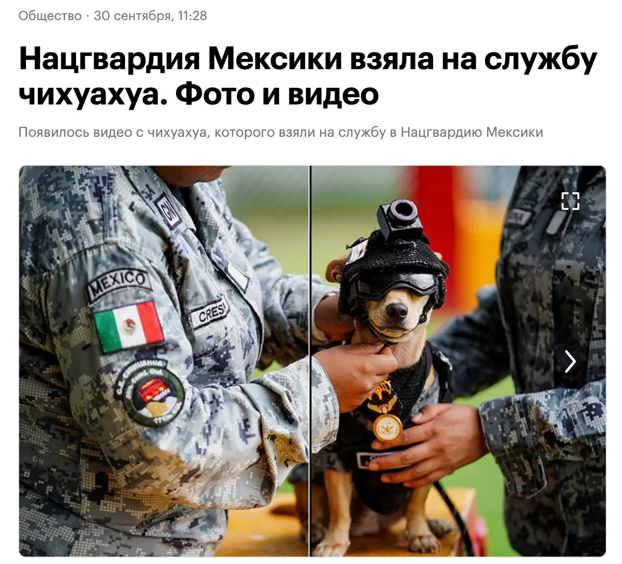 Познакомьтесь — это Командо, и в 13 месяцев он уже гроза картелей.
#хорошиеновости
🫂 T(ea)M
В этом посте были ссылки, но мы их удалили по правилам Сетки | Сетка — социальная сеть от hh.ru