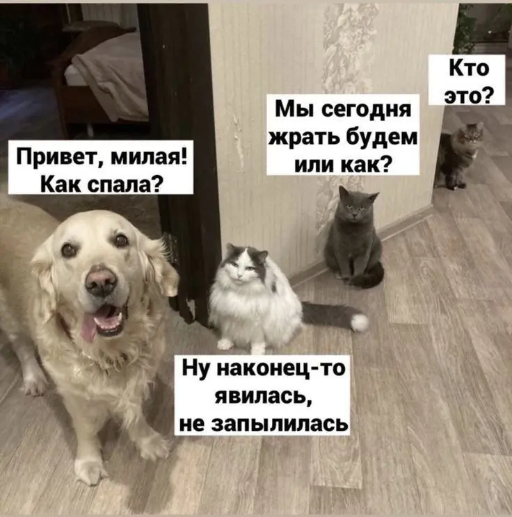 Разное доброе утро 😂
БЛОГ В ТГ / БЛОГ В MAX
#Юмор #Коты #Собака
В этом посте были ссылки, но мы их удалили по правилам Сетки | Сетка — социальная сеть от hh.ru