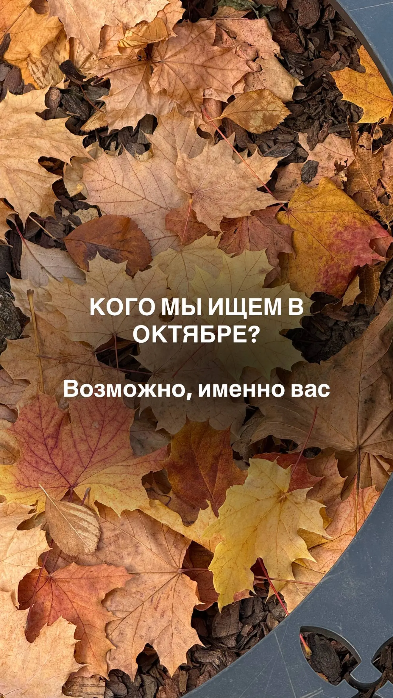 🍂 1 октября — начинаем второй осенний месяц.
И сегодня хочу показать, какие специалисты сейчас в поиске у ABC Staff | Сетка — социальная сеть от hh.ru