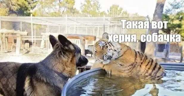 Почему сплетни в отделе не баг, а (фича) часть системы | Сетка — социальная сеть от hh.ru