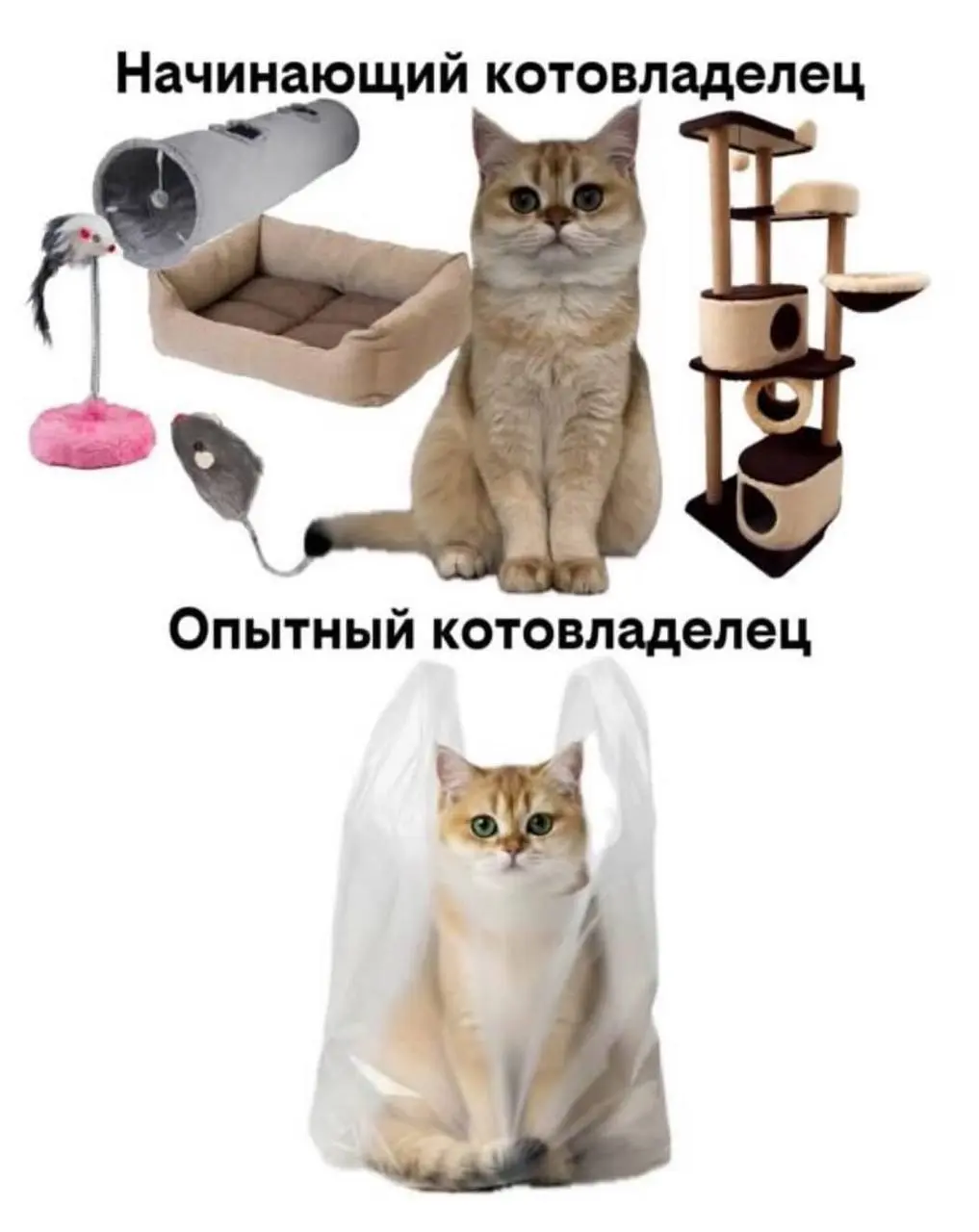И почему им больше нравятся пакеты и коробки?..😅 | Сетка — социальная сеть от hh.ru