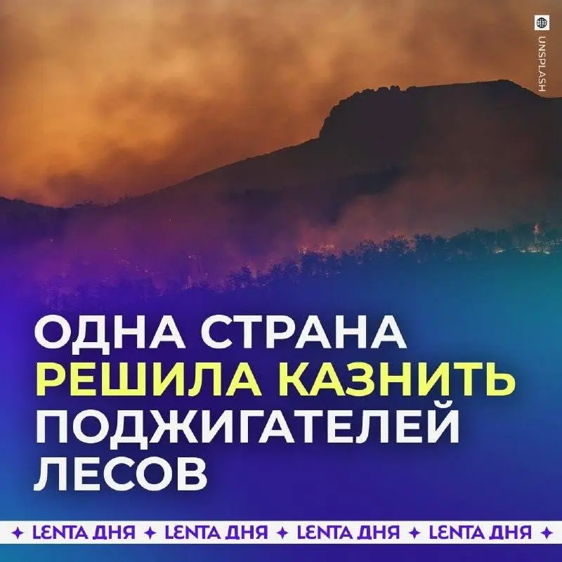 Алжир вводит смертную казнь за поджог лесов 🔥⚖️ | Сетка — социальная сеть от hh.ru