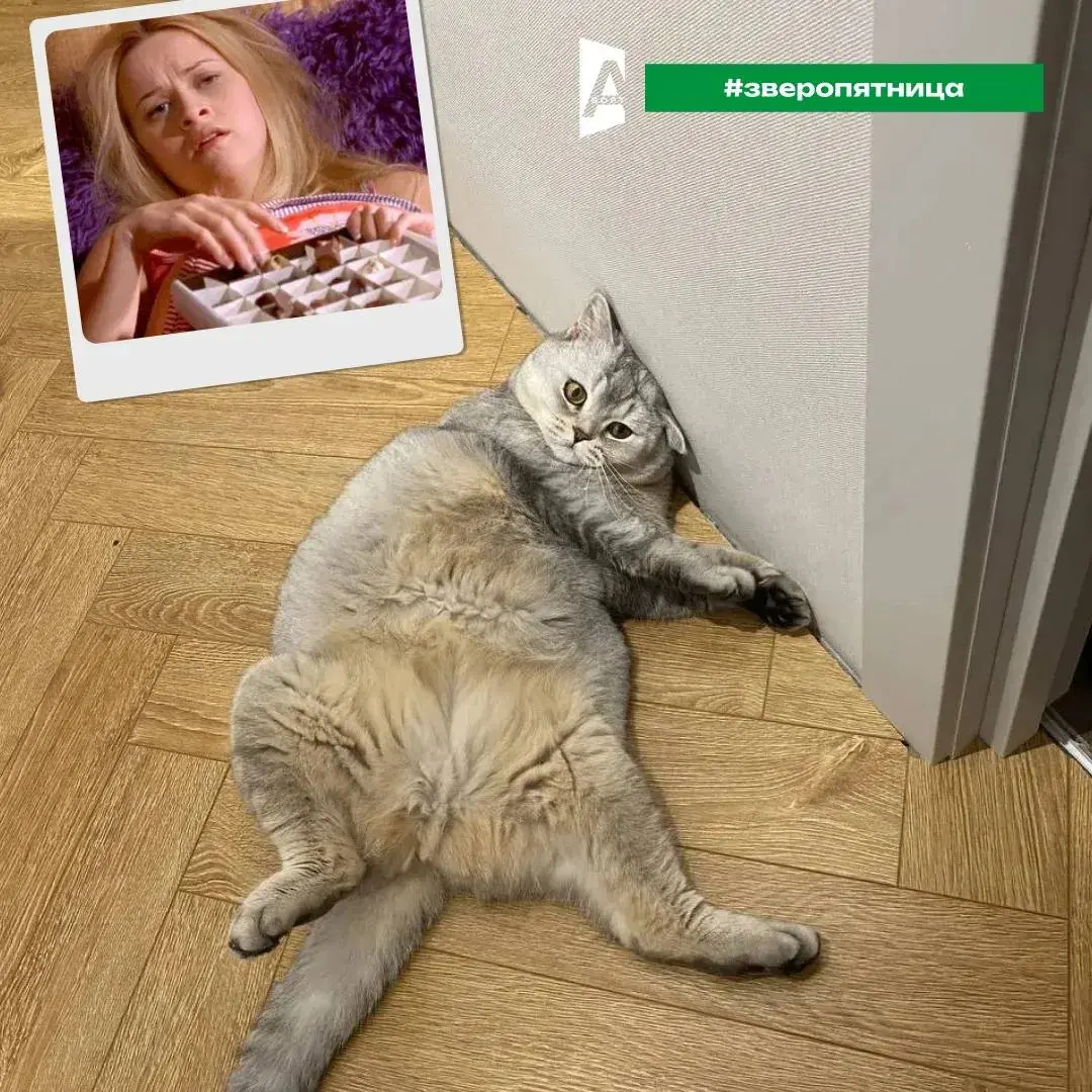 #зверопятница в эфире ☀️
Немного мягких комочков вам в ленту!
Напоминаем, что впереди выходные. Не забудьте отдохнуть и кайфануть от всей души 😝 | Сетка — социальная сеть от hh.ru