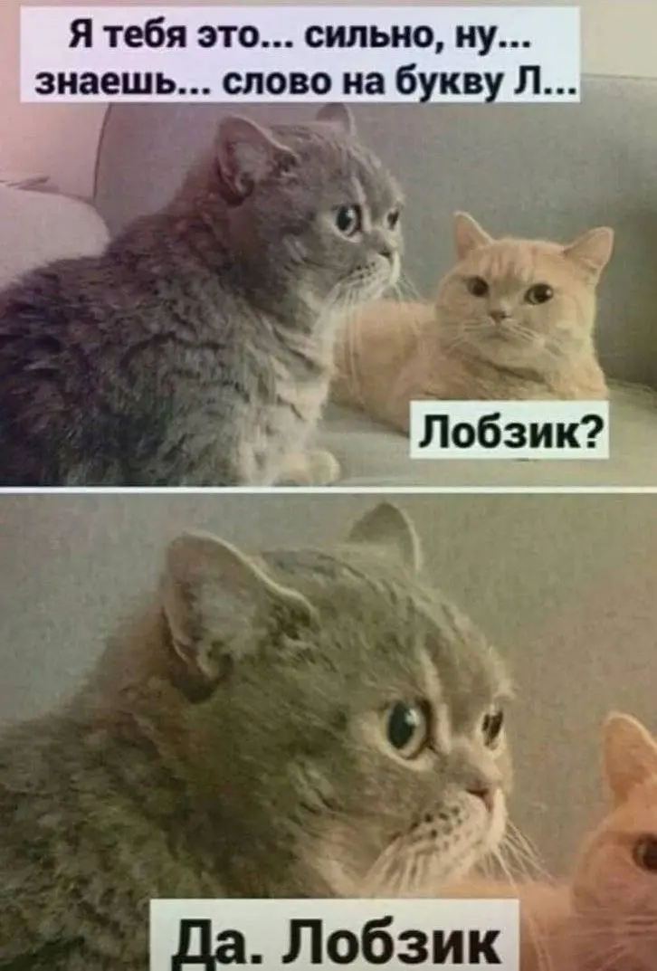 Я тебя... 😂
БЛОГ В ТГ / БЛОГ В MAX
#Юмор #Коты
В этом посте были ссылки, но мы их удалили по правилам Сетки | Сетка — социальная сеть от hh.ru