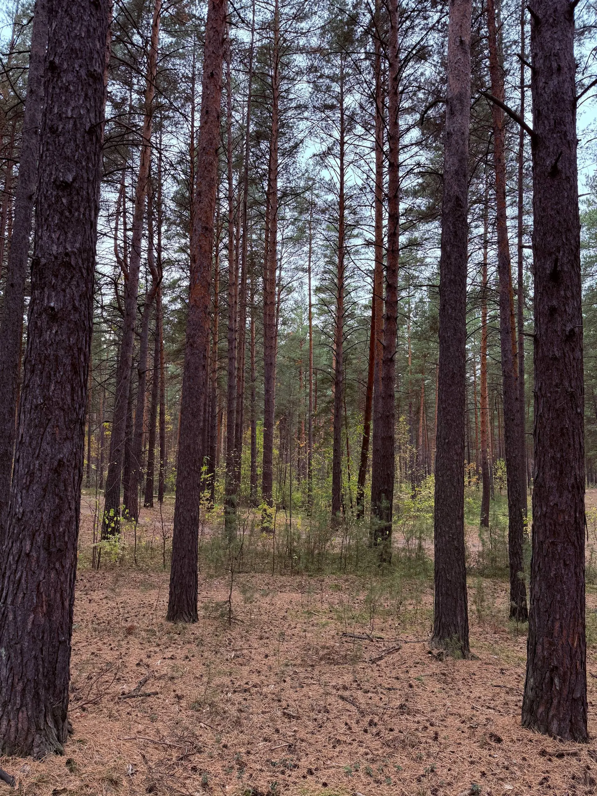 Шикарно в Барнаульском Ленточном бору. Еще и +20 сегодня, аномально тепло для третьего октября | Сетка — социальная сеть от hh.ru