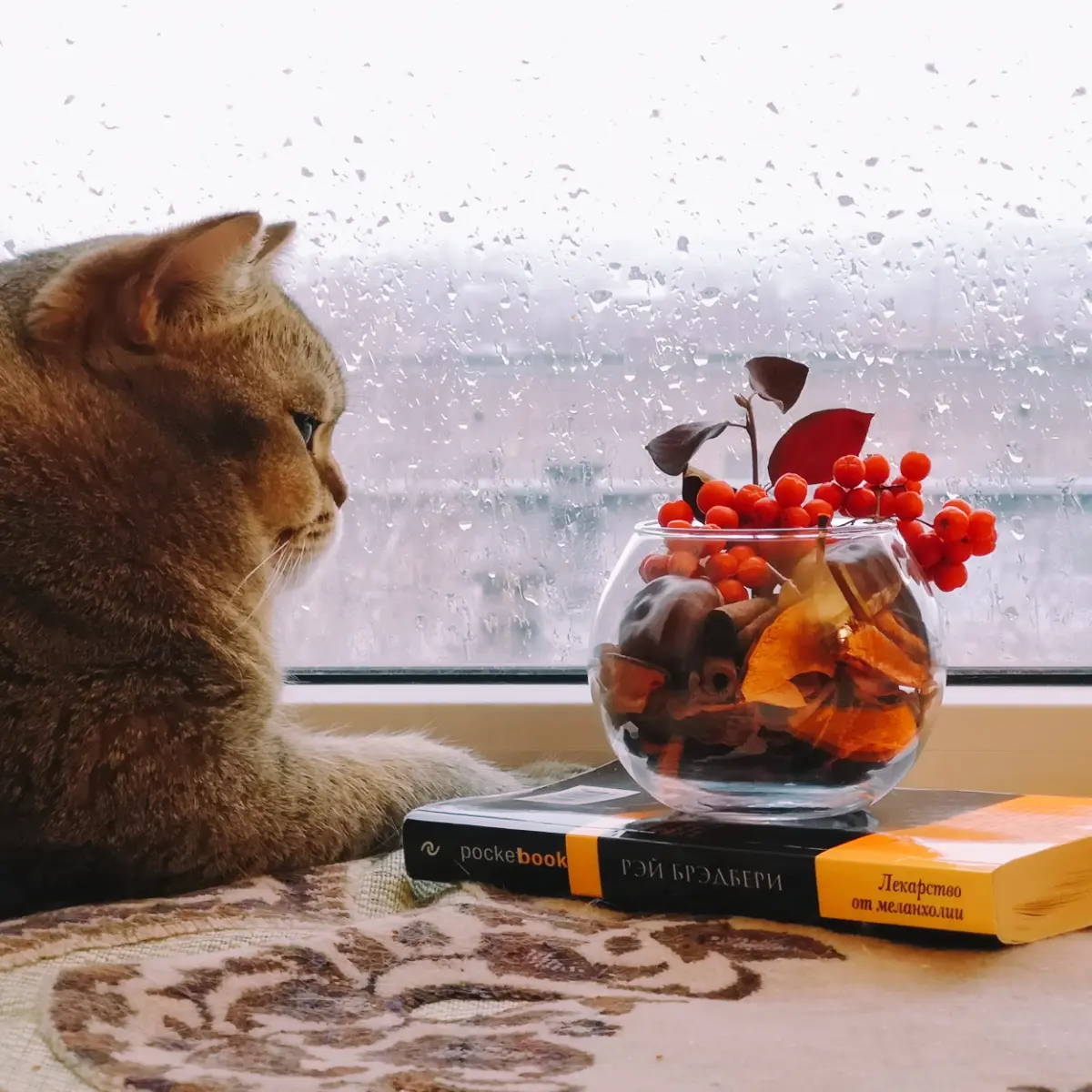 Октябрь… 🍂 🌧️☔
Кот, как лекарство от осенней меланхолии 😽 | Сетка — социальная сеть от hh.ru