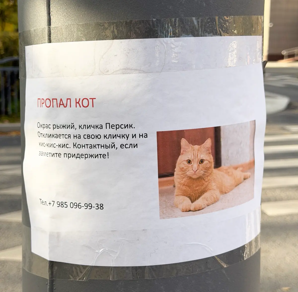 Mood - кот Персик 🍑 | Сетка — социальная сеть от hh.ru