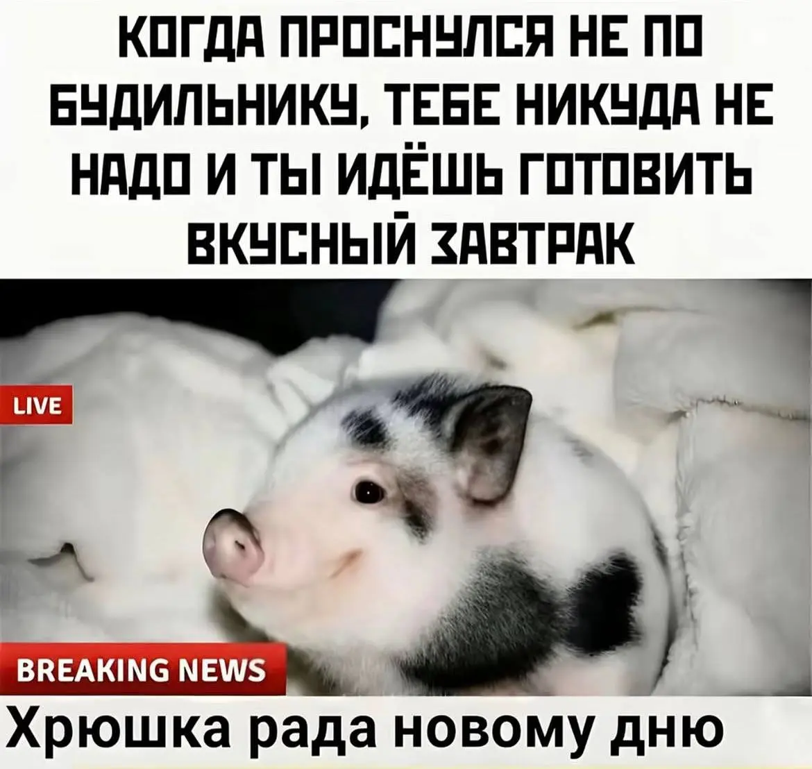 Доброе утро! ☀️
Сегодня великий день - плавный выход из недельного голодания 🥹😍😁💪🏻
Этот раз прошел легко, никаких судорог, тошноты, голода не чувствовала все эти 6 дней и спала как сурок | Сетка — социальная сеть от hh.ru