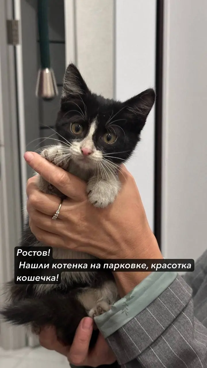 Ростов) Пристраиваем малышку розовоносую, смелая и ласковая, пока купали молчала и даже когти не выпустила. Забирайте, ну! #пристройростов | Сетка — социальная сеть от hh.ru
